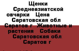 Щенки Среднеазиатской овчарки › Цена ­ 8 000 - Саратовская обл., Саратов г. Животные и растения » Собаки   . Саратовская обл.,Саратов г.